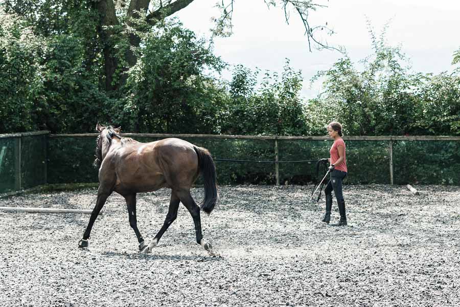 Physiotraining fürs Pferd mit Trainerin Julika Stehnken in Niederösterreich