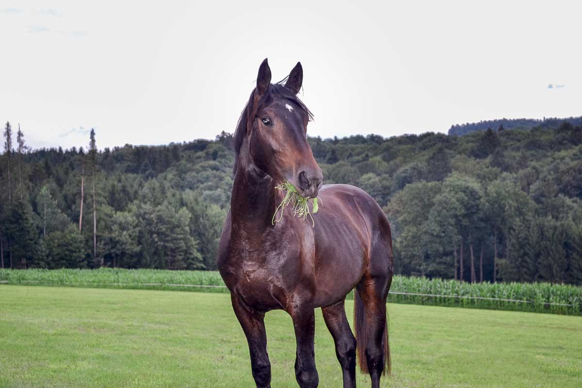 Campino ©Tierlicht_500-0343